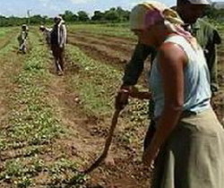In Cuba the land can produce anything, if worked properly